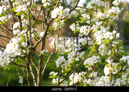 Fiore della pera Foto Stock