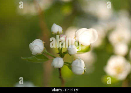 Fiore della pera Foto Stock