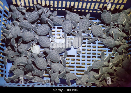 Appena schiuse le tartarughe verdi in una plastica cestino del pane in attesa di essere rilasciato in mare su di un isola del Borneo Sabah Foto Stock