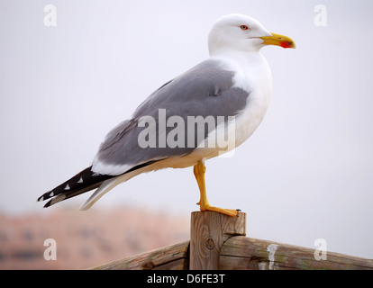 Seagull dalla spiaggia di Algarve (Portogallo). Seagull è una specifica di uccelli marini. Foto Stock