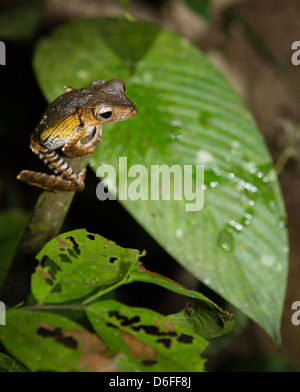 File di giovani dalle orecchie o Borneo Eared Raganella Polypedates otilophus di notte di Danum Valley Sabah Borneo Foto Stock