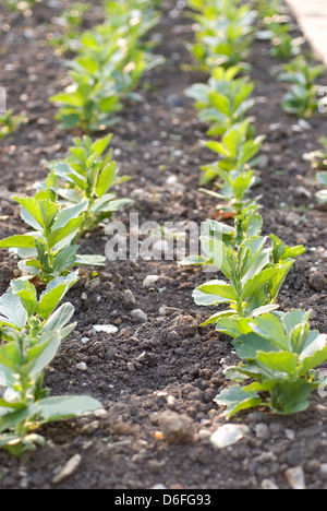 Ampia germogli di fagioli Foto Stock