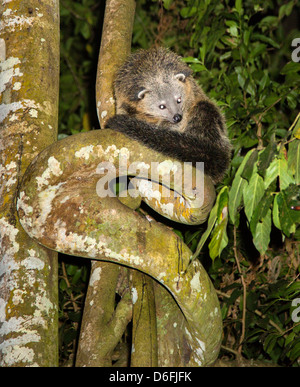 Bearcat Binturong o seduto sul fusto curvo di una Strangler Fig di notte nel secondario della foresta di pioggia di Sabah Borneo Foto Stock