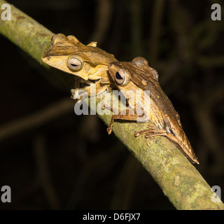 File dalle orecchie o Borneo Eared Raganella coppia Polypedates otilophus su un ramo di albero nella Danum Valley Sabah Borneo Foto Stock