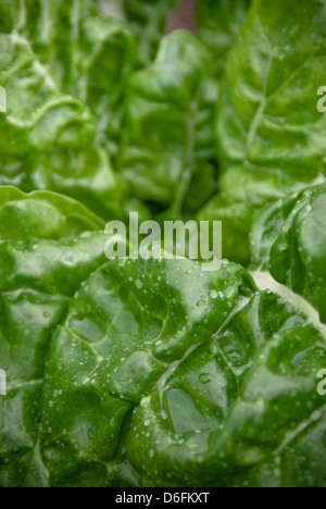 Le gocce di pioggia sulla bieta foglie in giardino Foto Stock