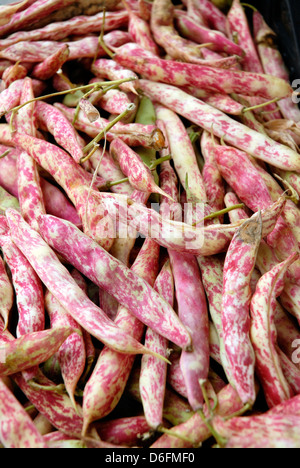 Fagioli borlotti Foto Stock