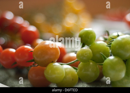 I pomodori in vari stadi di maturazione Foto Stock