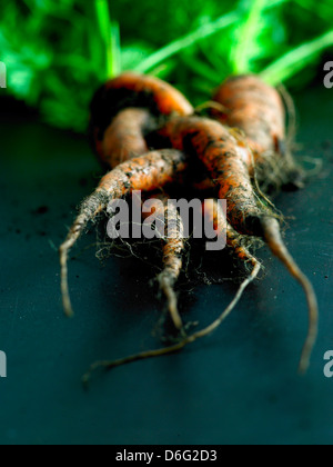 Carote organico con il terreno Foto Stock