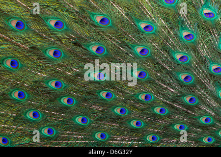 Indian Peafowl Pavo cristatus maschio di visualizzazione Foto Stock