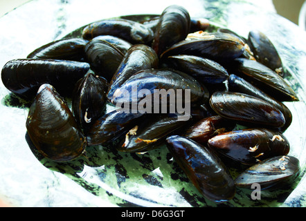 Live fresco cozze scozzese Foto Stock