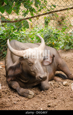 African cape buffalo in uno zoo, Kerala, India Foto Stock