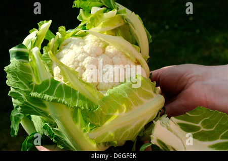 Close-up di donna azienda biologica (cavolfiore Brassica oleracea) Foto Stock