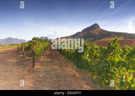 Tramonto su un vigneto con Table Mountain in background, Stellenbosch, Cape Winelands, Western Cape, Sud Africa Foto Stock