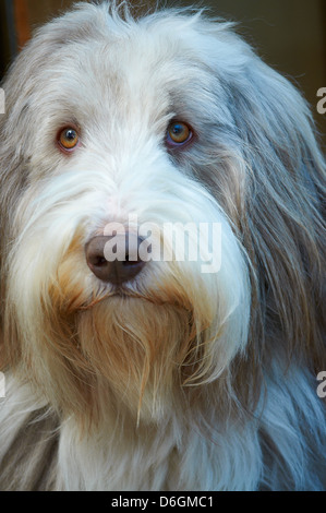 La faccia di un amichevole Old English Sheepdog Foto Stock