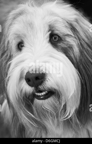 La faccia di un amichevole Old English Sheepdog Foto Stock