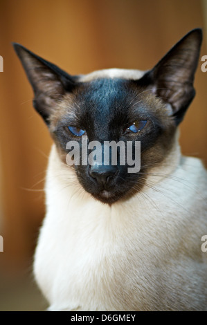 Un gatto siamese gatto con colori vivaci occhi Foto Stock