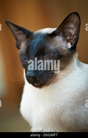 Un gatto siamese gatto con colori vivaci occhi Foto Stock