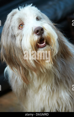 La faccia di un amichevole Old English Sheepdog Foto Stock