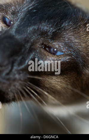 Un gatto siamese gatto con colori vivaci occhi Foto Stock