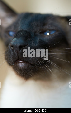 Un gatto siamese gatto con colori vivaci occhi Foto Stock