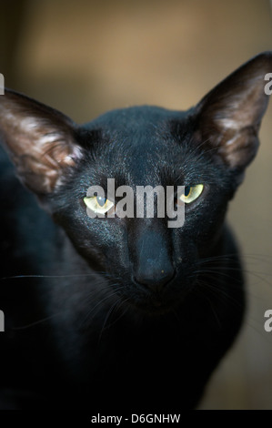 Un gatto siamese gatto con colori vivaci occhi Foto Stock