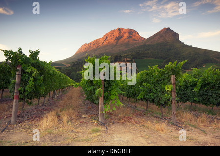 Tramonto su un vigneto con Table Mountain in background, Stellenbosch, Cape Winelands, Western Cape, Sud Africa Foto Stock