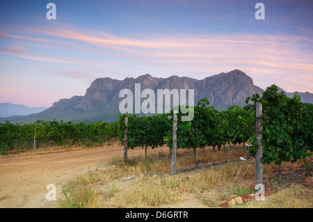 Tramonto su un vigneto con Table Mountain in background, Stellenbosch, Cape Winelands, Western Cape, Sud Africa Foto Stock