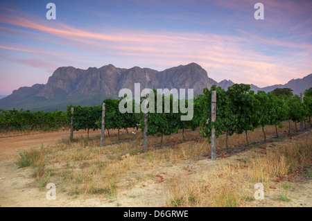 Tramonto su un vigneto con Table Mountain in background, Stellenbosch, Cape Winelands, Western Cape, Sud Africa Foto Stock