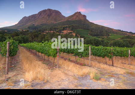 Tramonto su un vigneto con Table Mountain in background, Stellenbosch, Cape Winelands, Western Cape, Sud Africa Foto Stock