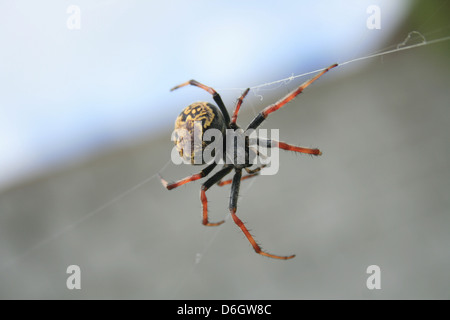 Un Orb Weaver Spider sospeso nel suo web di seta in Cotacachi, Ecuador Foto Stock