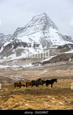 Cavalli islandesi sono in piedi in un campo con un alta montagna sullo sfondo Foto Stock