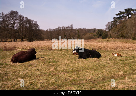 Vacche che stabilisce in un campo con vitelli Foto Stock