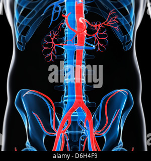 Aorta addominale e la vena cava, artwork Foto Stock