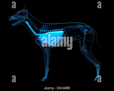 Cane sistema respiratorio, artwork Foto Stock