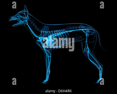 Cane sistema cardiovascolare, artwork Foto Stock