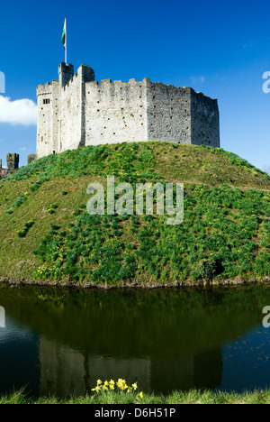Norman mantenere e narcisi, Castello di Cardiff, Cardiff, Souuth Wales, Regno Unito. Foto Stock