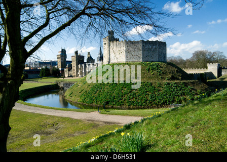 Norman mantenere e narcisi, Castello di Cardiff, Cardiff, Souuth Wales, Regno Unito. Foto Stock