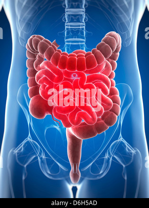 Dolore addominale, opere d'arte concettuale Foto Stock