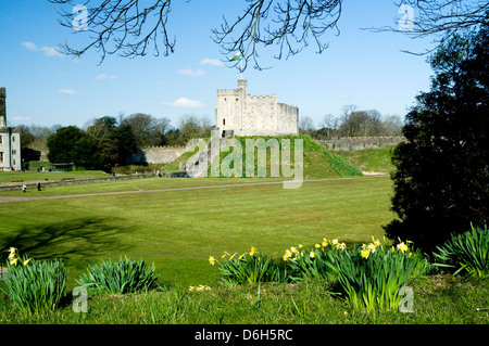 Norman mantenere e narcisi, Castello di Cardiff, Cardiff, Souuth Wales, Regno Unito. Foto Stock
