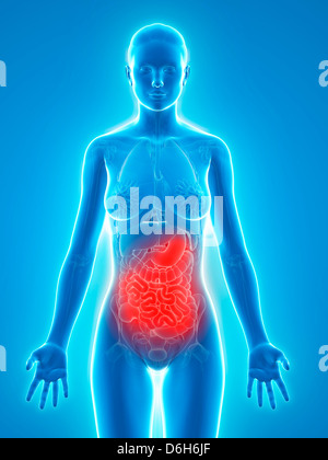 Dolore addominale, opere d'arte concettuale Foto Stock