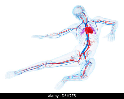 Maschio sistema cardiovascolare, artwork Foto Stock