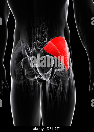 Muscolo gluteo, artwork Foto Stock