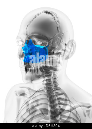 Ganascia superiore osso, artwork Foto Stock