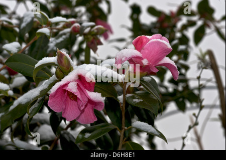 La clematide arbusto con copertura di neve in tarda primavera Foto Stock