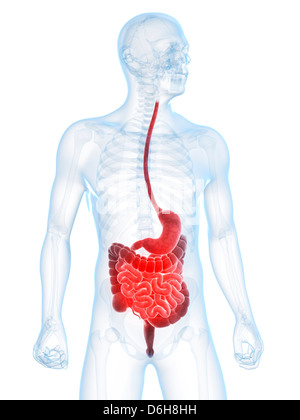 Dolore addominale, opere d'arte concettuale Foto Stock