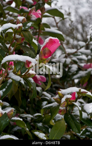 La clematide arbusto con copertura di neve in tarda primavera Foto Stock