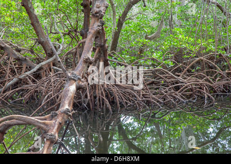 Palude di mangrovie al Robinson preservare in Northwest Bradenton Florida USA Foto Stock