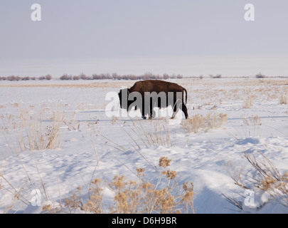 Bison pascolare nel paesaggio innevato Foto Stock