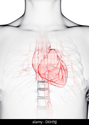 Le arterie coronarie, artwork Foto Stock