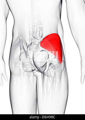 Muscolo gluteo, artwork Foto Stock